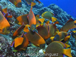 Clarion angelfish. Endemic and beautiful angelfish from R... by Ramón Domínguez 